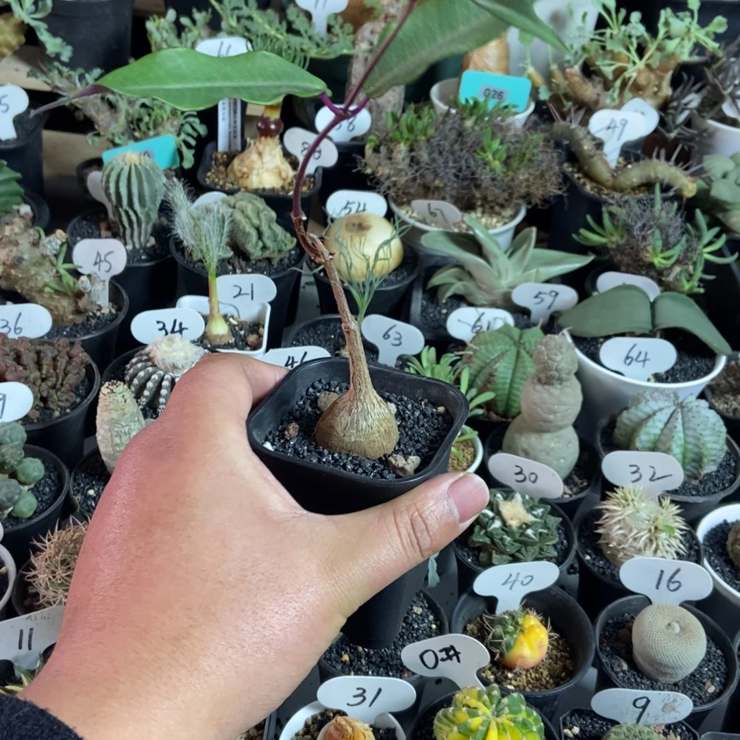 紫背罗魔一物一拍