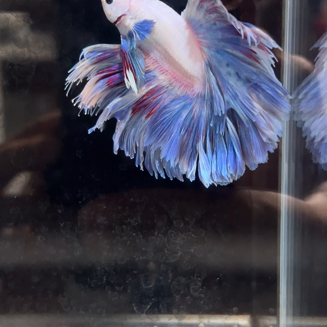 斗鱼3号高端新上架：星黛露玩偶