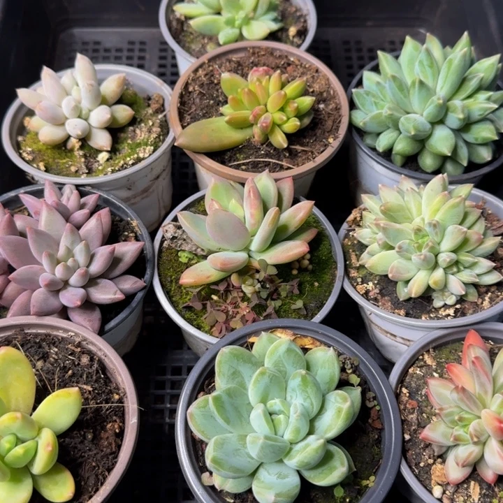 124多肉植物一物一拍