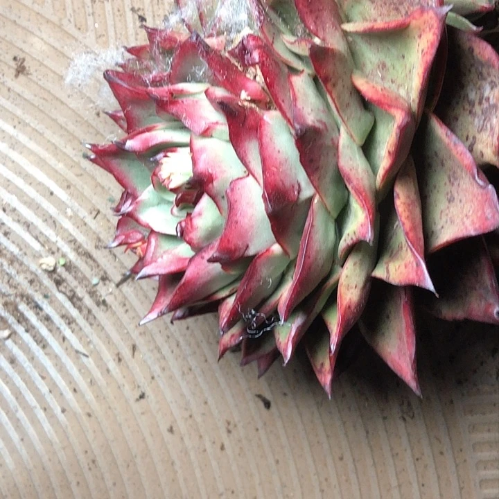 单****y50///////////////