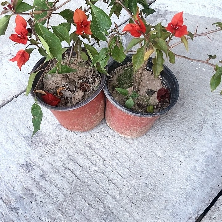 无花朵三角梅热火桑巴两盆