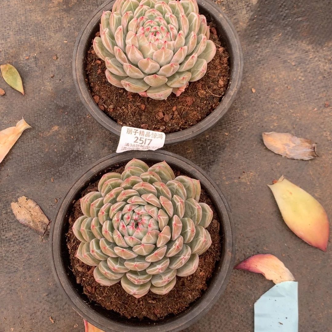 2517一物一拍2颗10厘米起