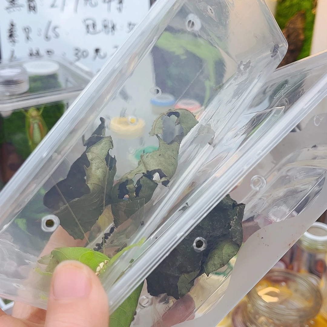 冠脉两条拍拍拍拍拍