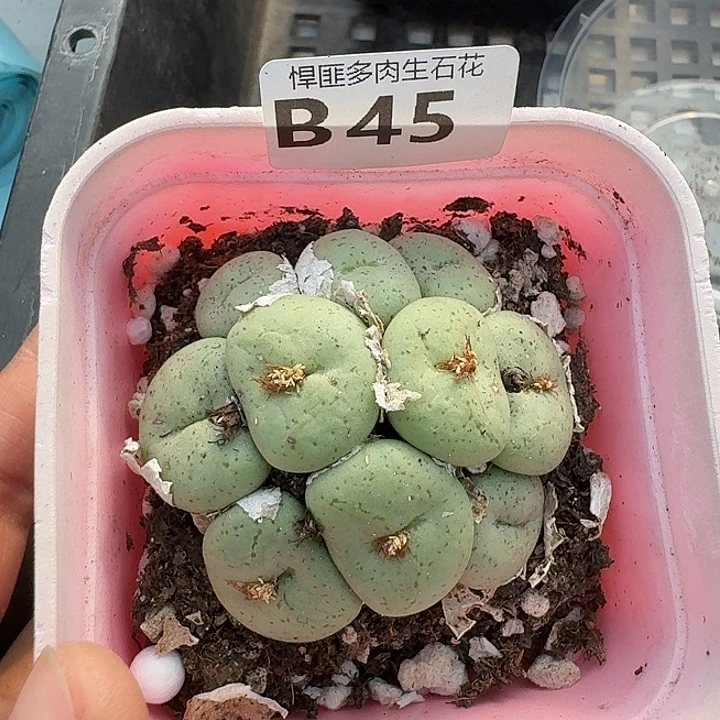 45多肉植物多肉植物