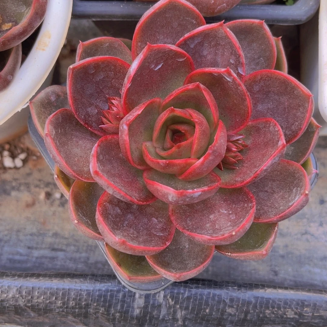 红灯11.5公分99ooooo