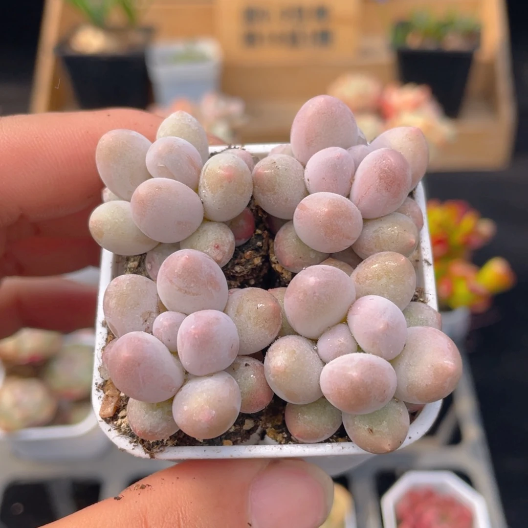 1颗汤圆多肉9.9包邮发货