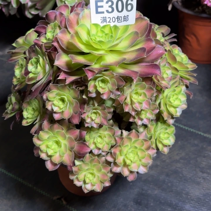 瑞妈一物一拍306