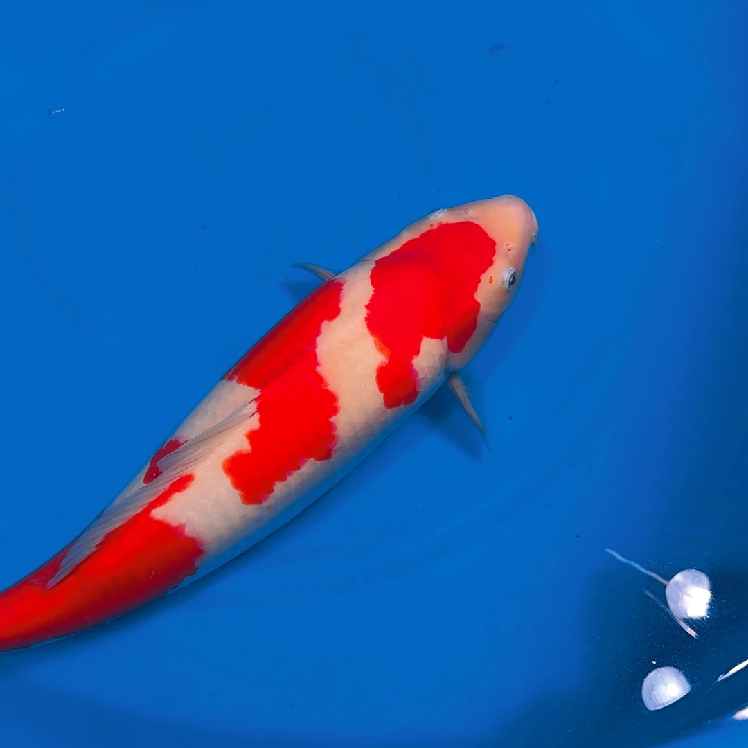 海水鱼红白专拍链接