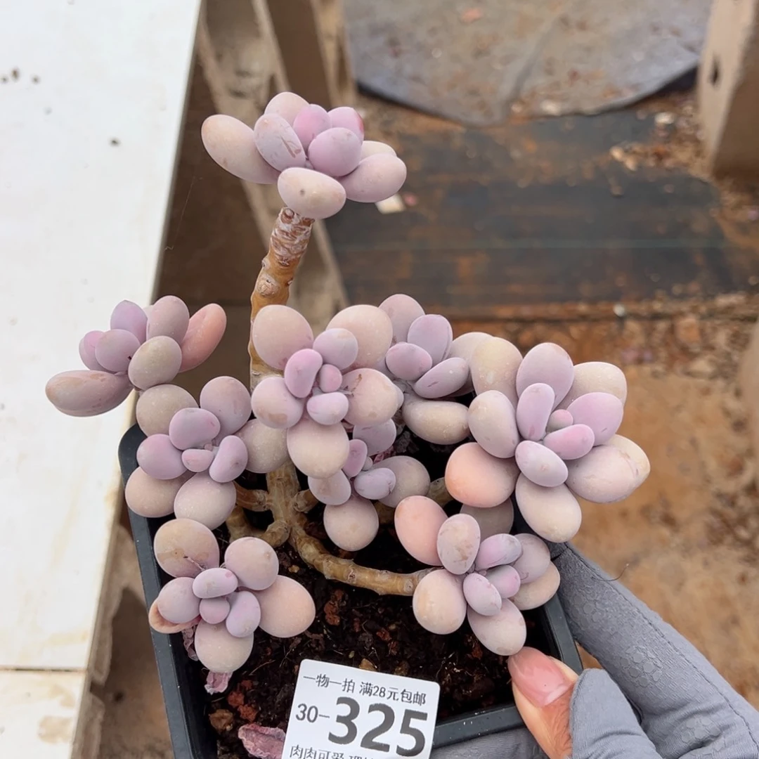 桃蛋多肉多肉多肉多肉多肉多肉多肉