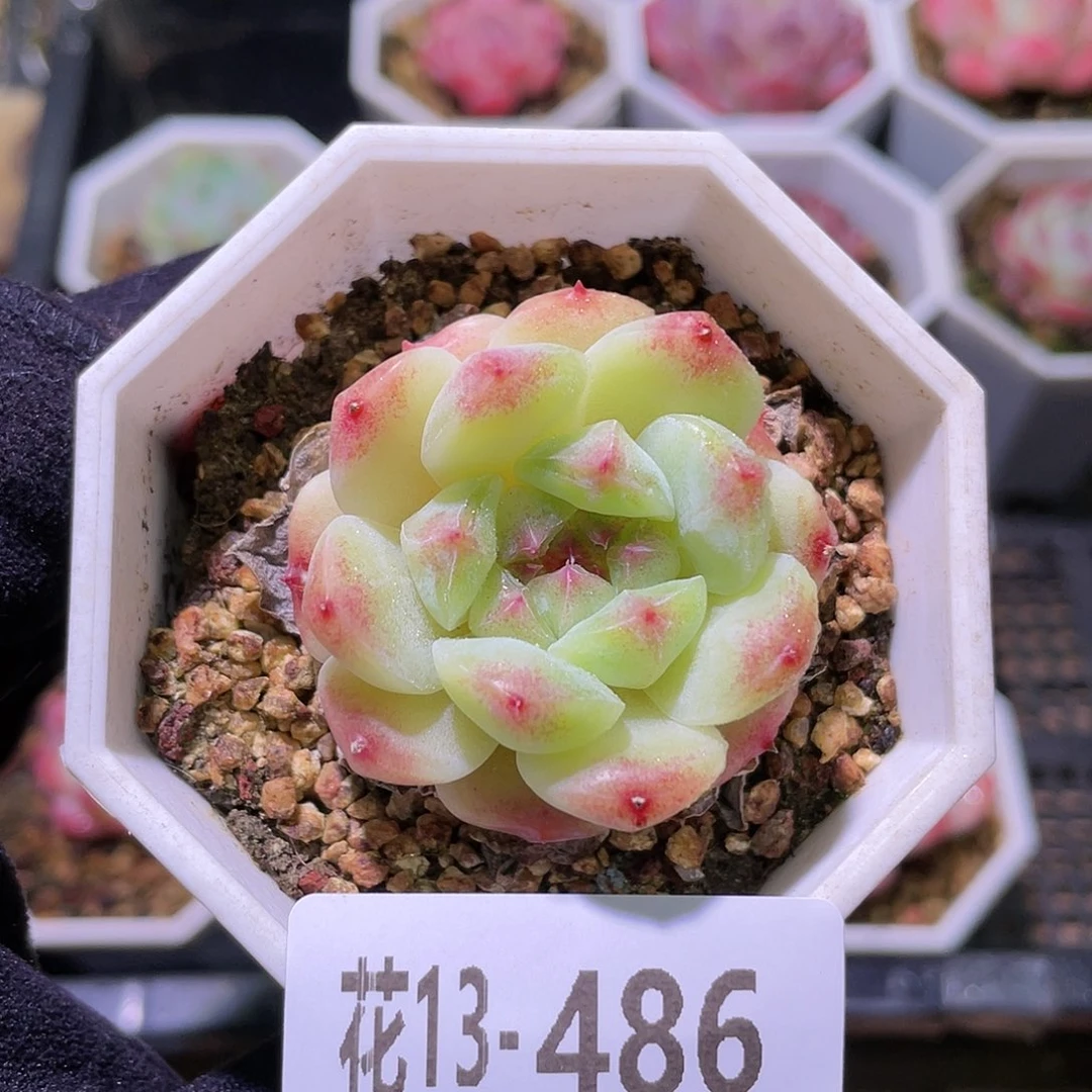花利美13-486秘境冰魄