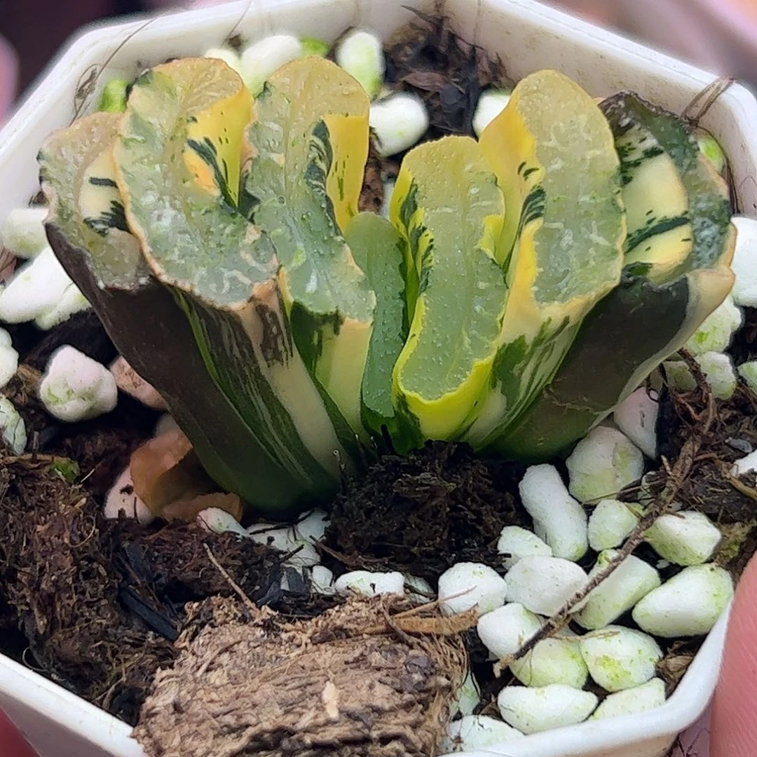 写乐实生锦五公分