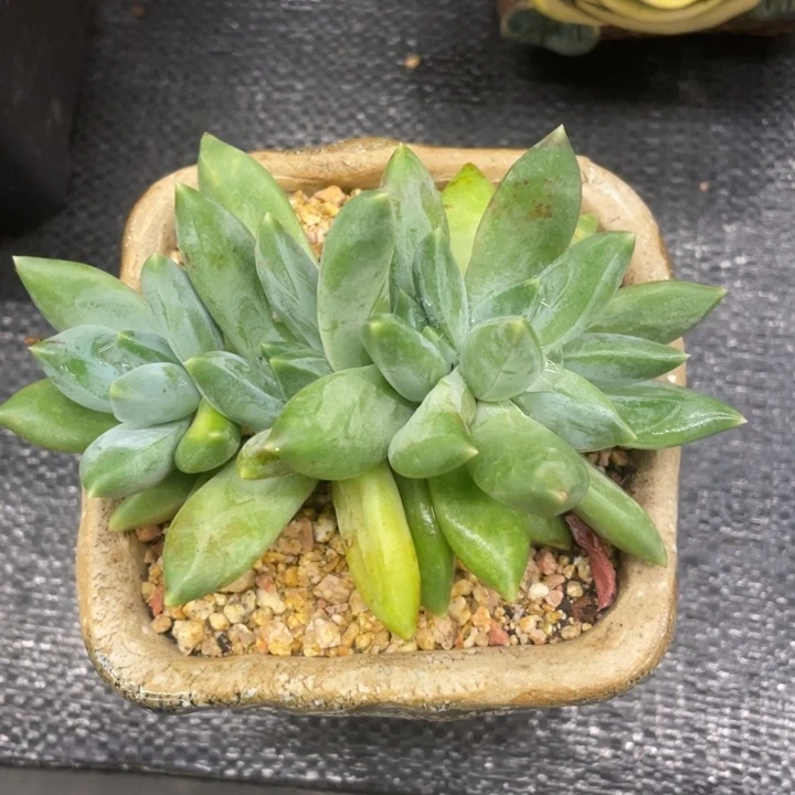 弥鹿之森一物一拍