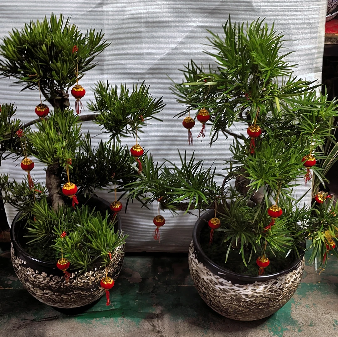 迎客松盆景室内外四季常青耐寒好养绿植盆栽