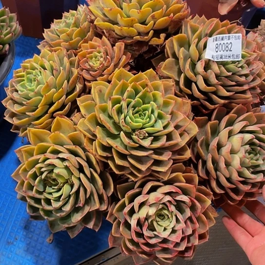 皮*王贝拉80082多肉