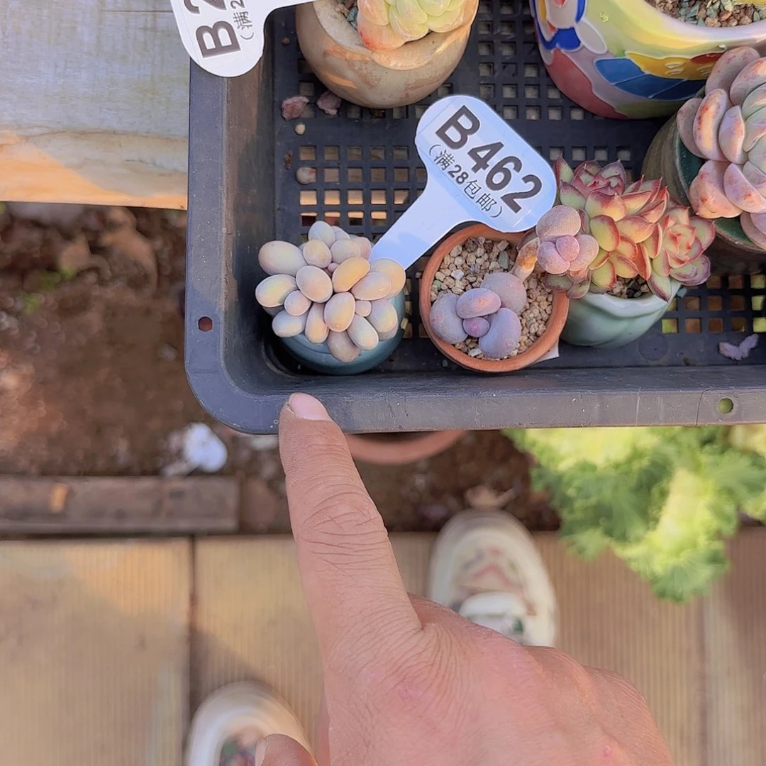 梦**境B462原始奶一物一拍