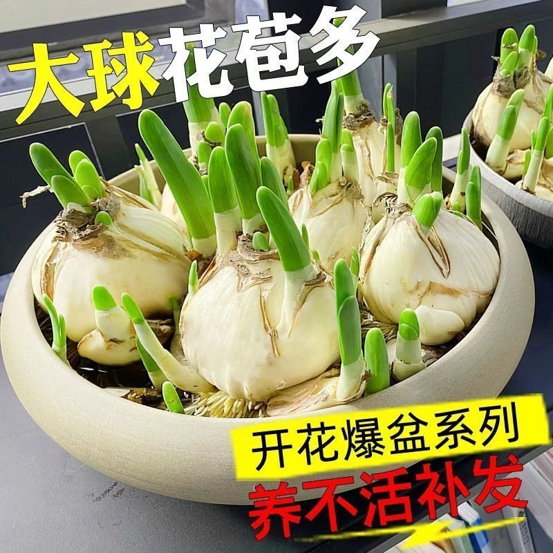 【年宵花】水培盆栽漳州水仙花种球室内外耐寒好养活四季开花卉植物