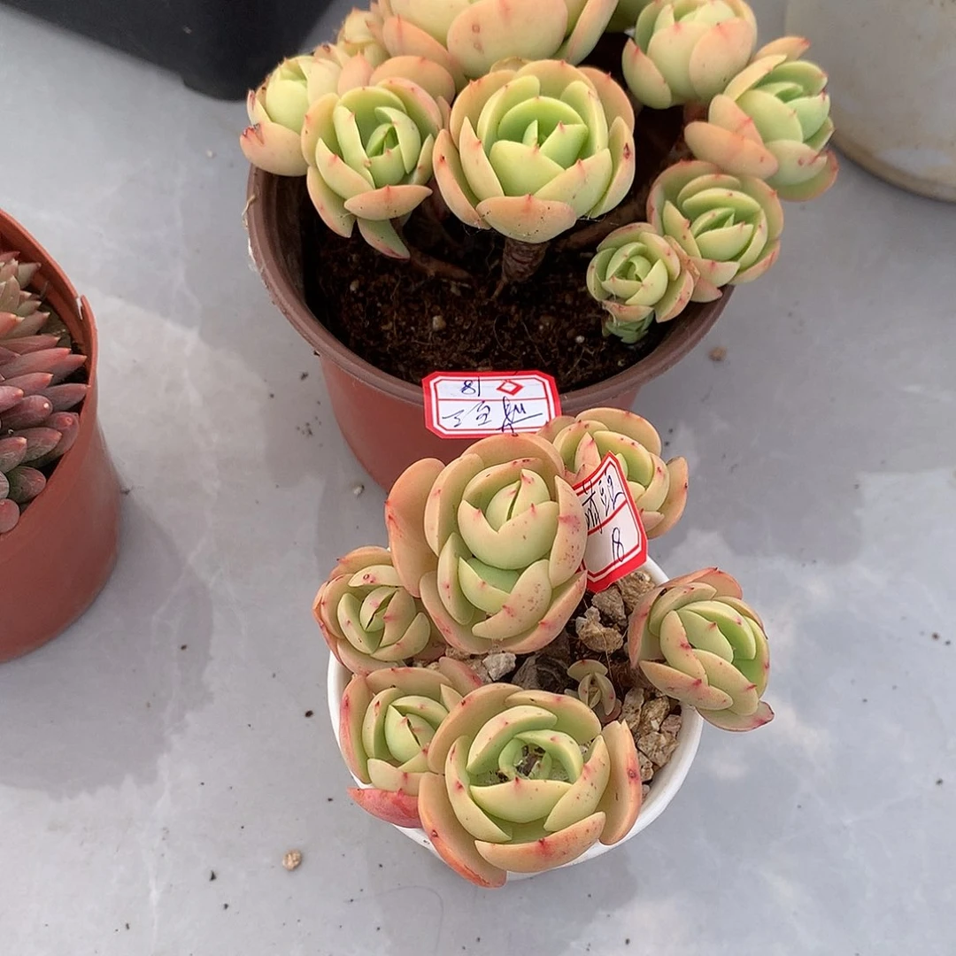 鸡蛋碧桃多肉两颗