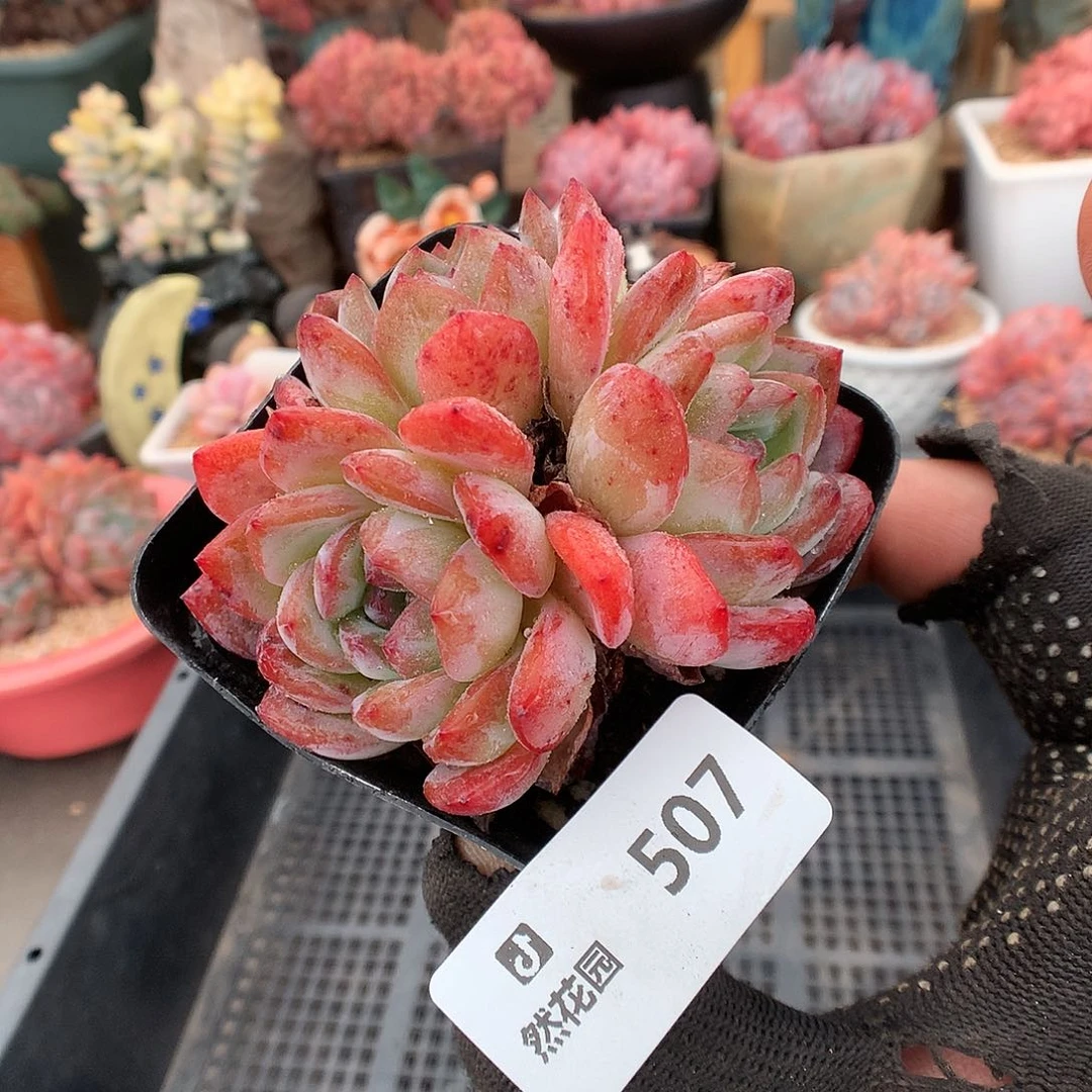507全明星多肉植物6666