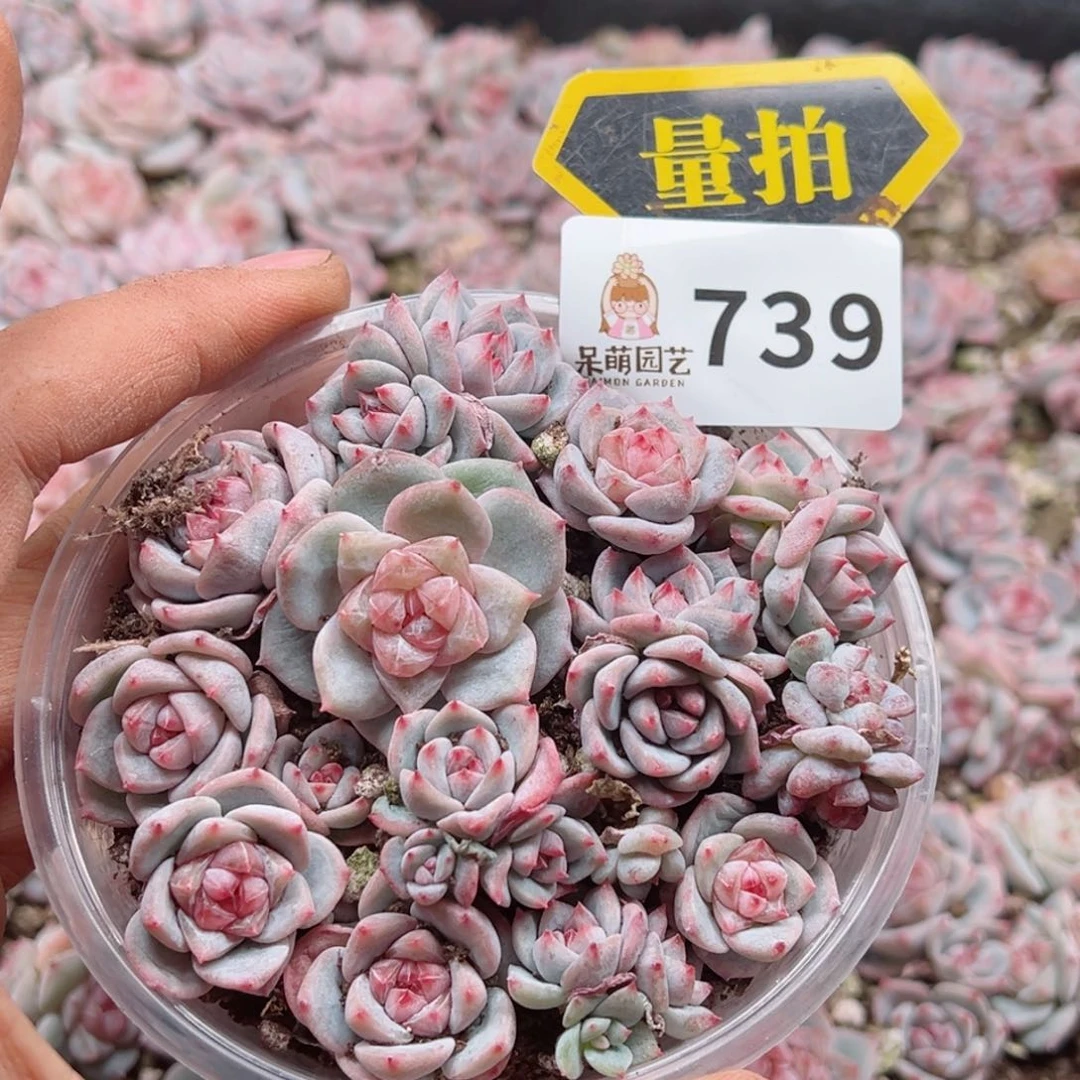 多肉植物多肉植物