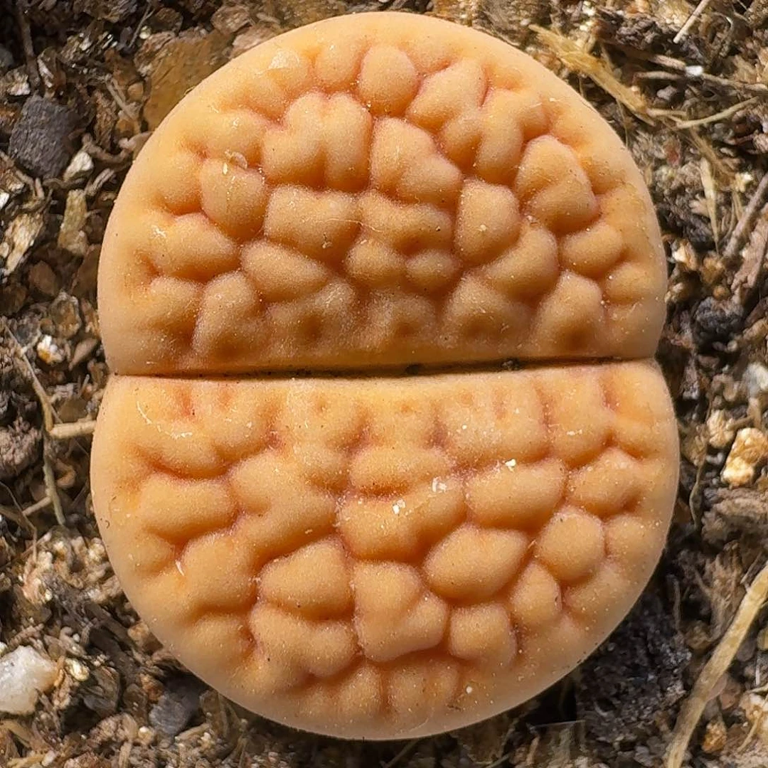 生石花的季节111111。   225