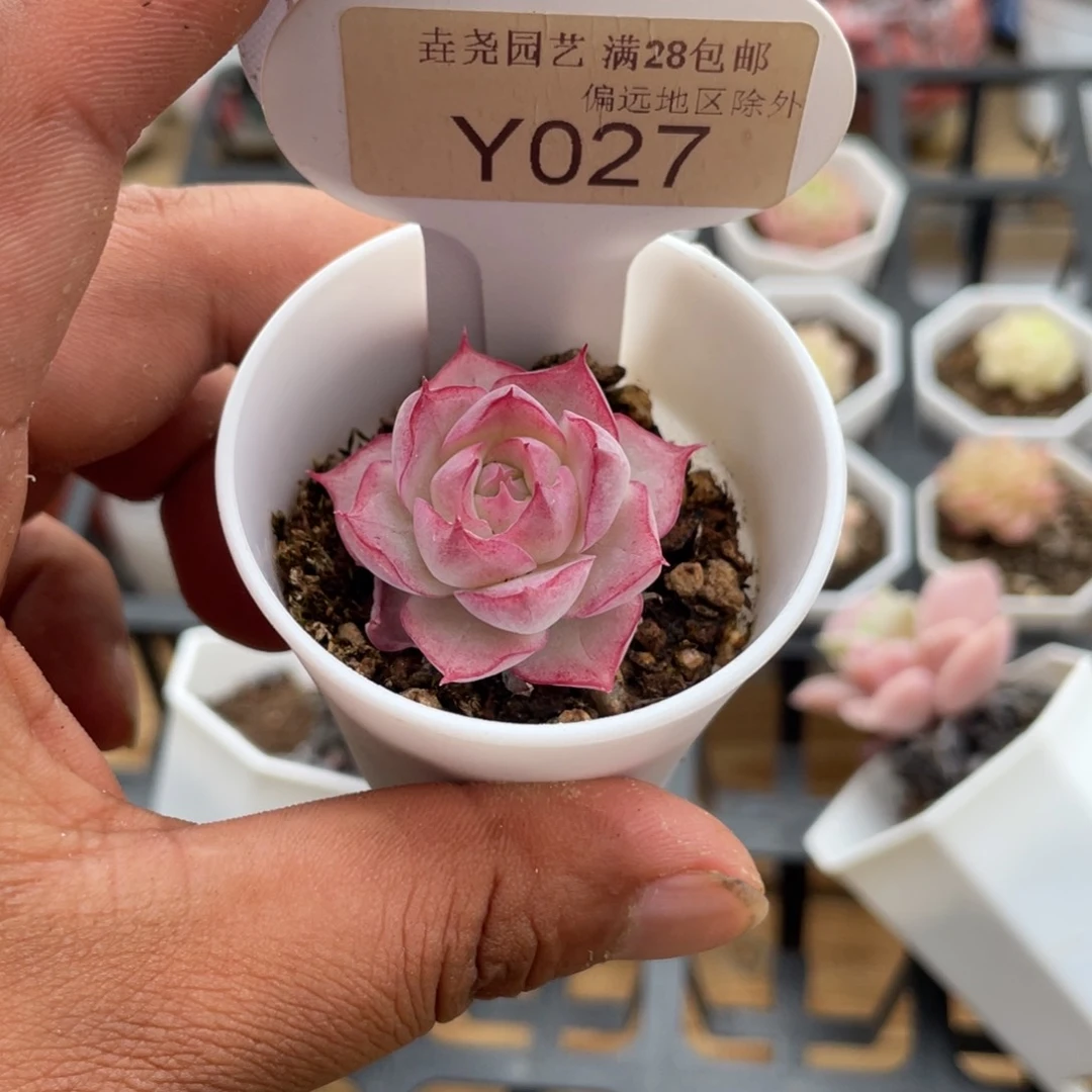 桃****刻0027麦秆4.0厘米