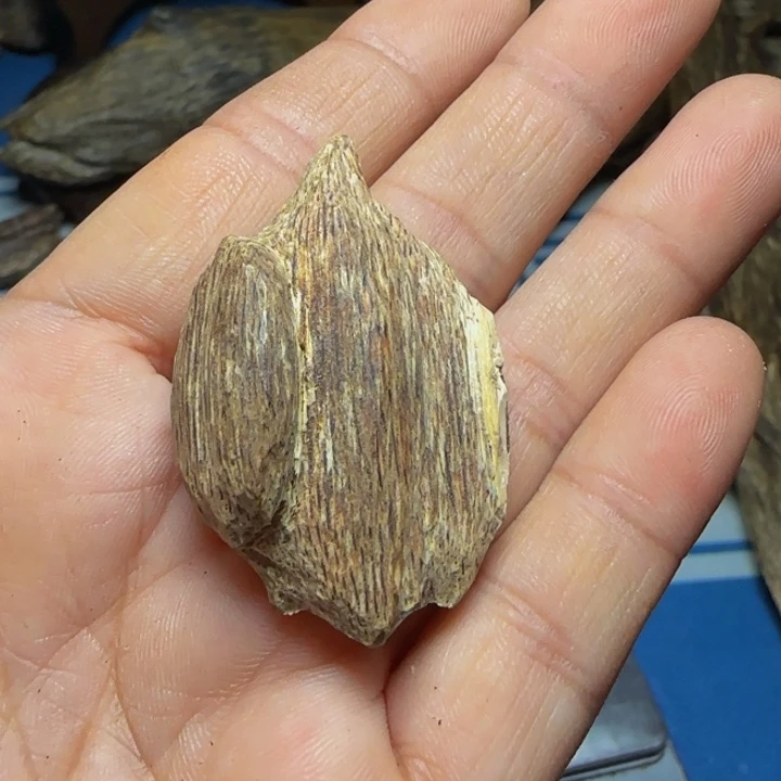 木质海南沉香大瓜子3克