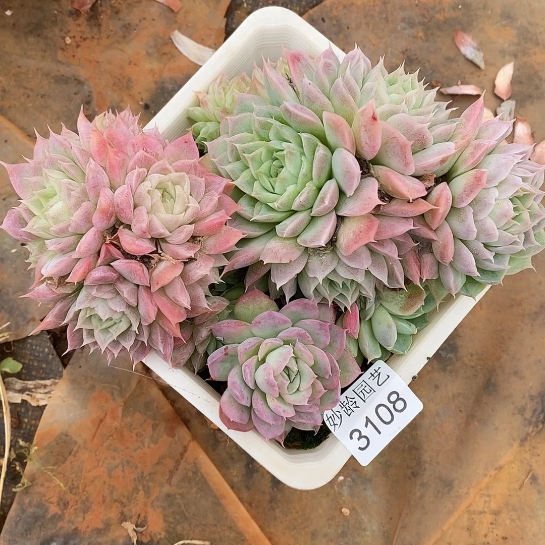 い***ゝ3108散群掉头不售后开播福利～15厘米