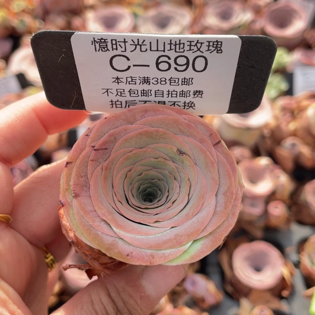 山地玫瑰C690裸根发货断枝不包损不售后