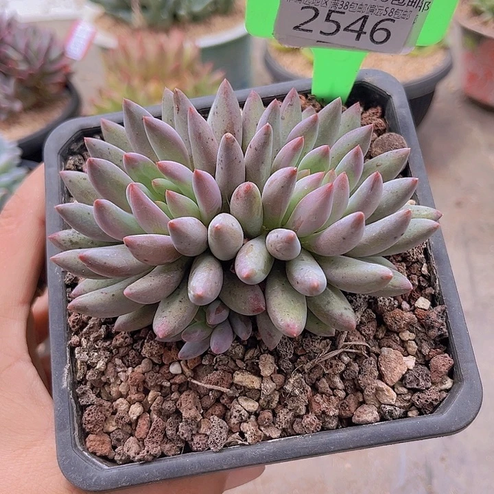 2546虞美人。