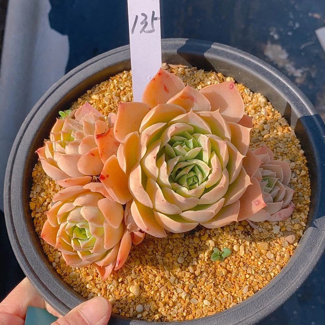 135多肉植物老桩