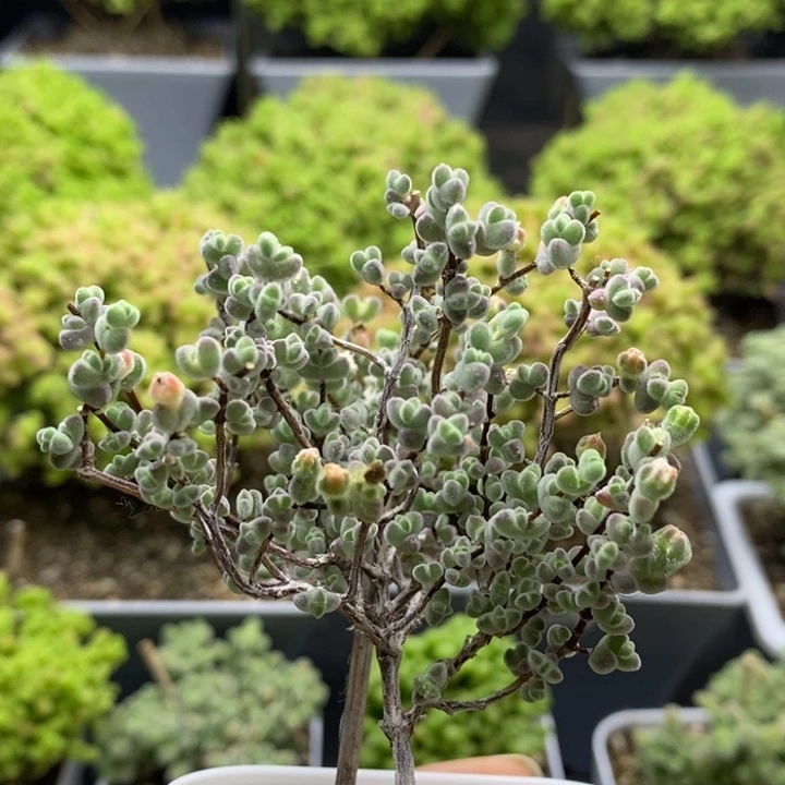 实生莱斯7034枝干番杏