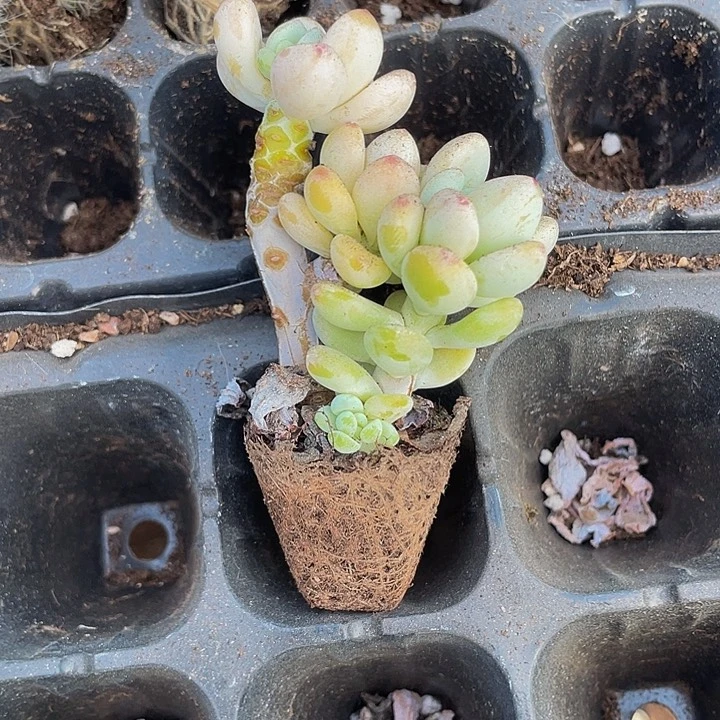 小老桩罗琦1.5带土