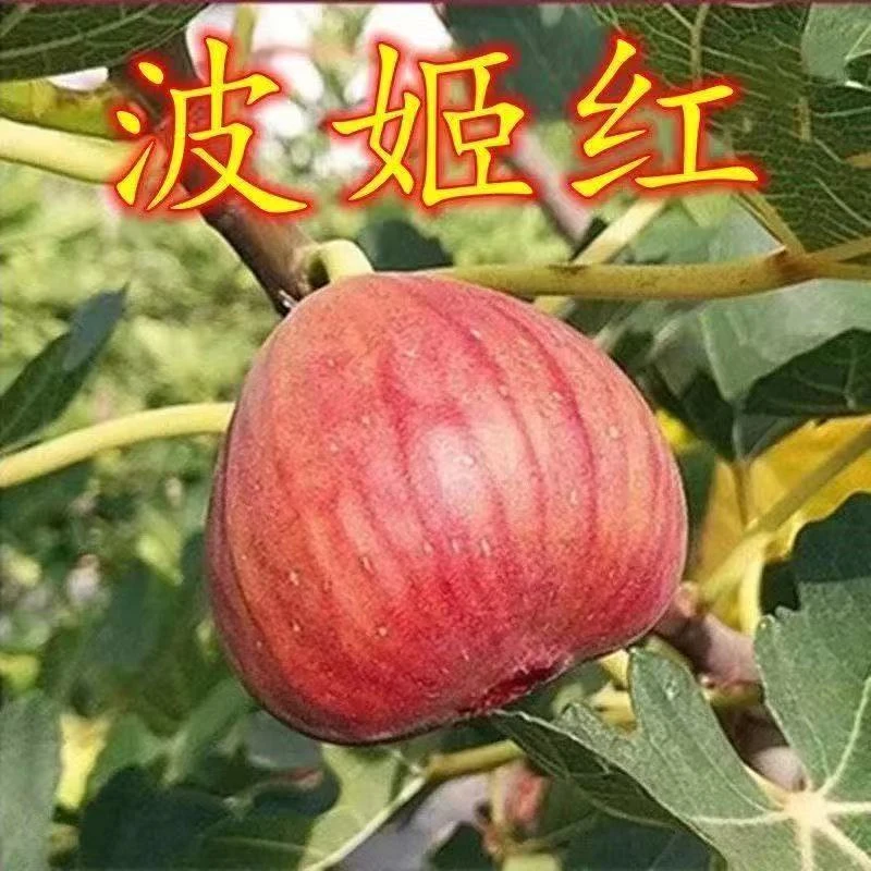 1【带果发货】无花果树苗带果盆栽阳台庭院南北方可种植矮化耐寒
