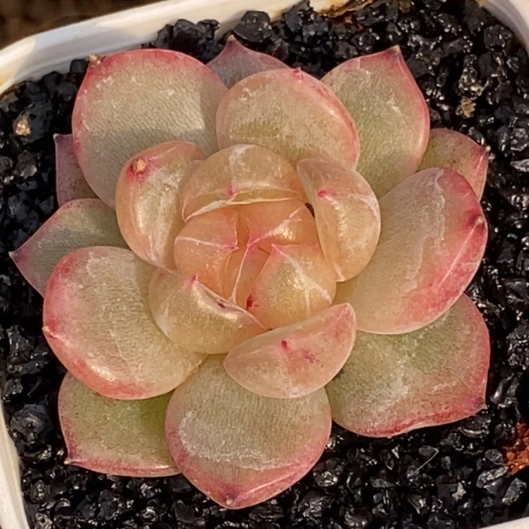 天官赐福百无禁忌