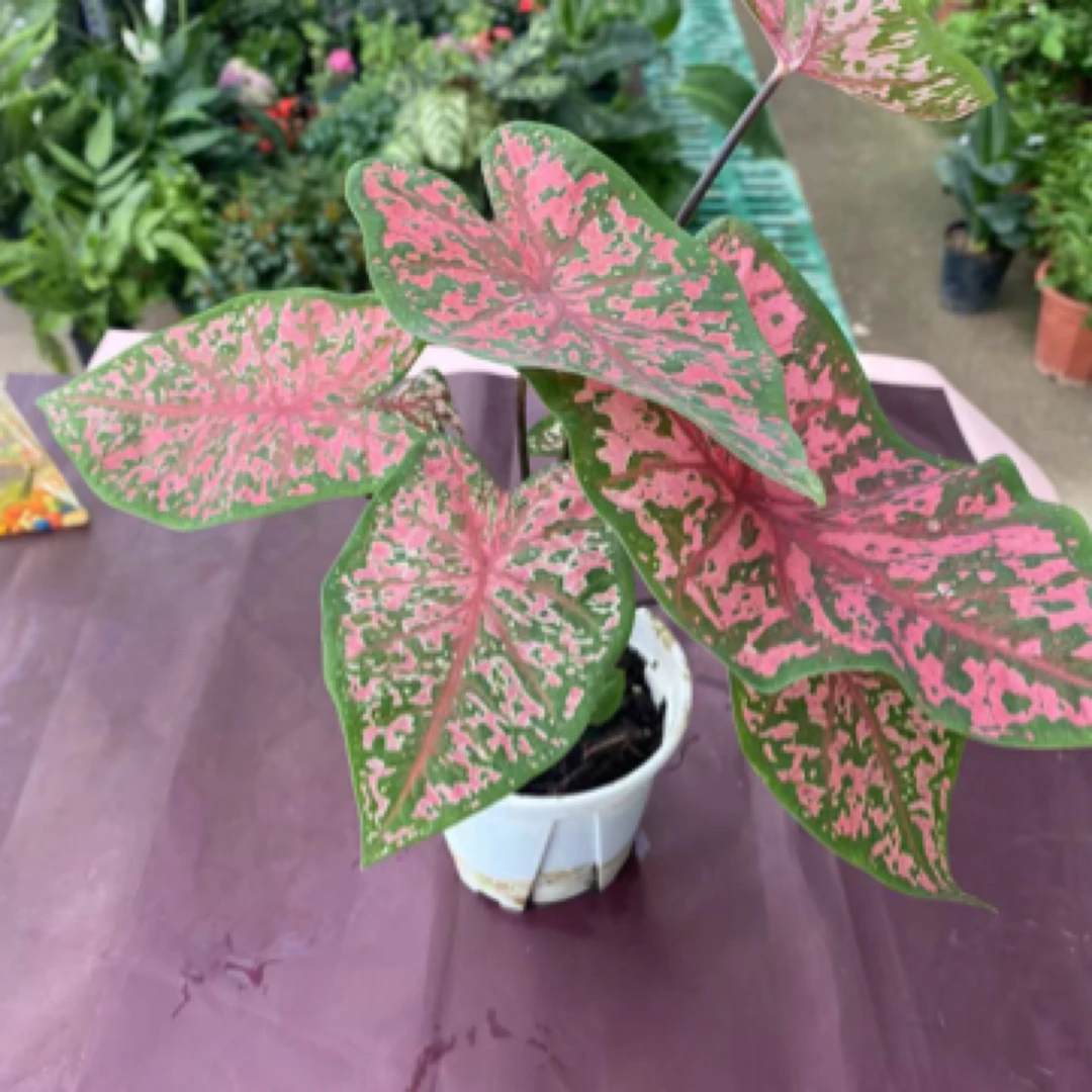 彩叶芋室内盆栽网红绿植净化空气好养观叶植物