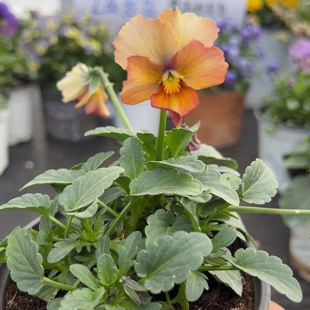 当前无花朵，栽培后可花朵025号