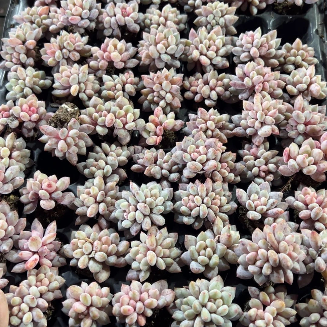 双头半夏到手2颗 量拍多肉满18包邮