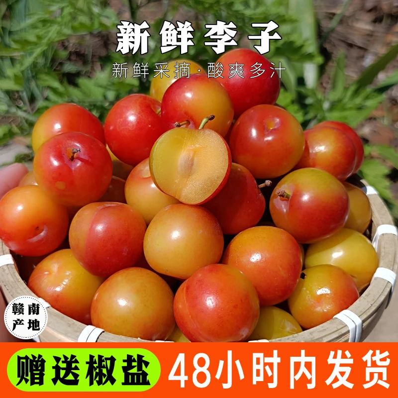 【坏果包赔】新鲜现摘李子5斤三月李大果青红李当季早三华李1斤应季