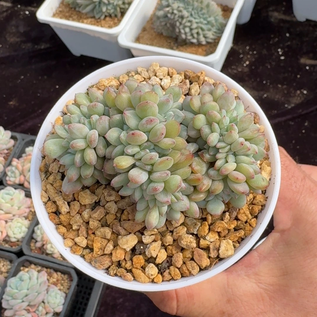 晚*呀8厘米的尺寸一物一拍的