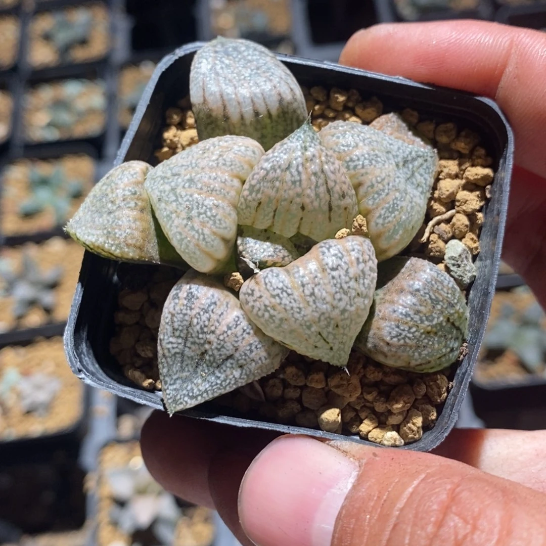 10159 一颗福利。