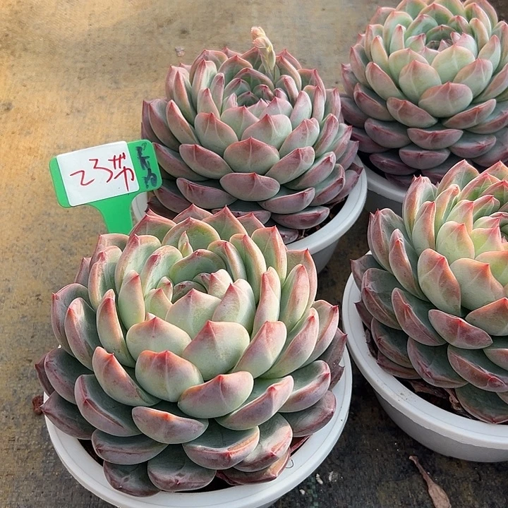 23红脱土一脱土多肉