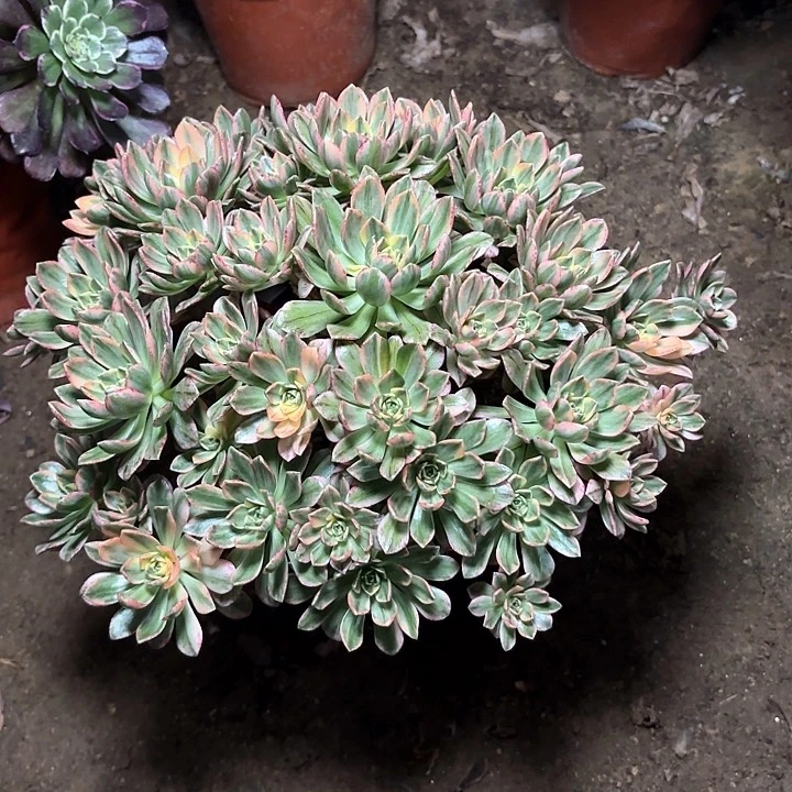 哼*~多肉植物法师甜茶120