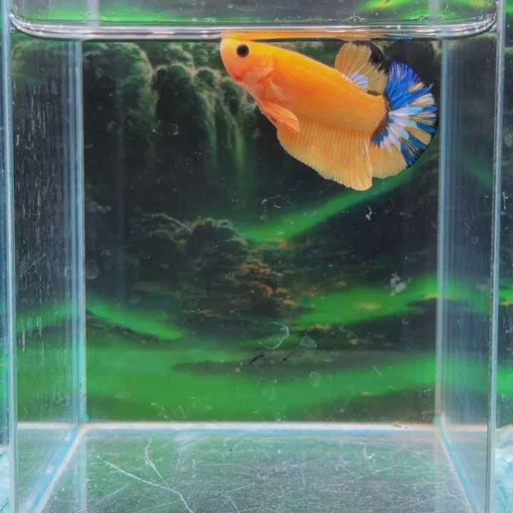 紫印母鱼哈哈真的超级喜欢这种人