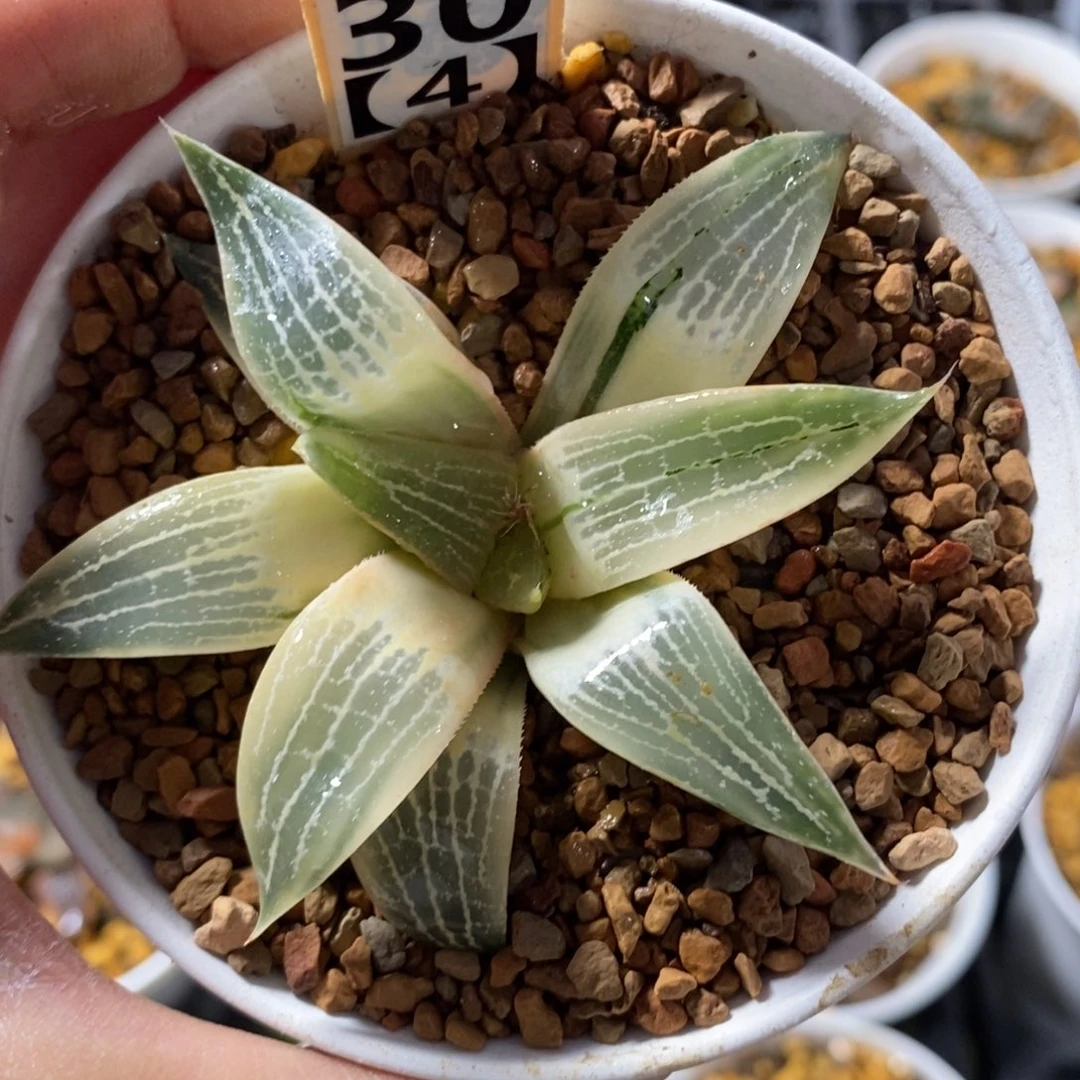 30-4湖斑实生寿锦福利