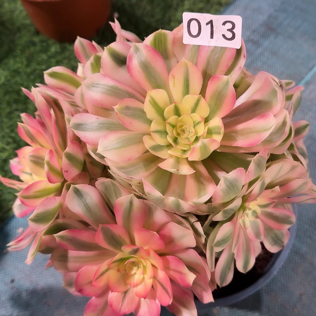 H***B多肉植物法师倾城013