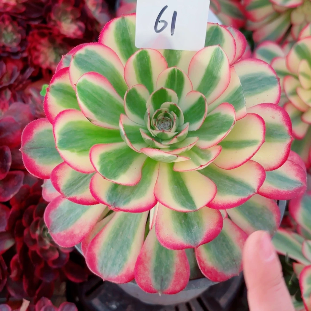 一物一拍多肉法师61