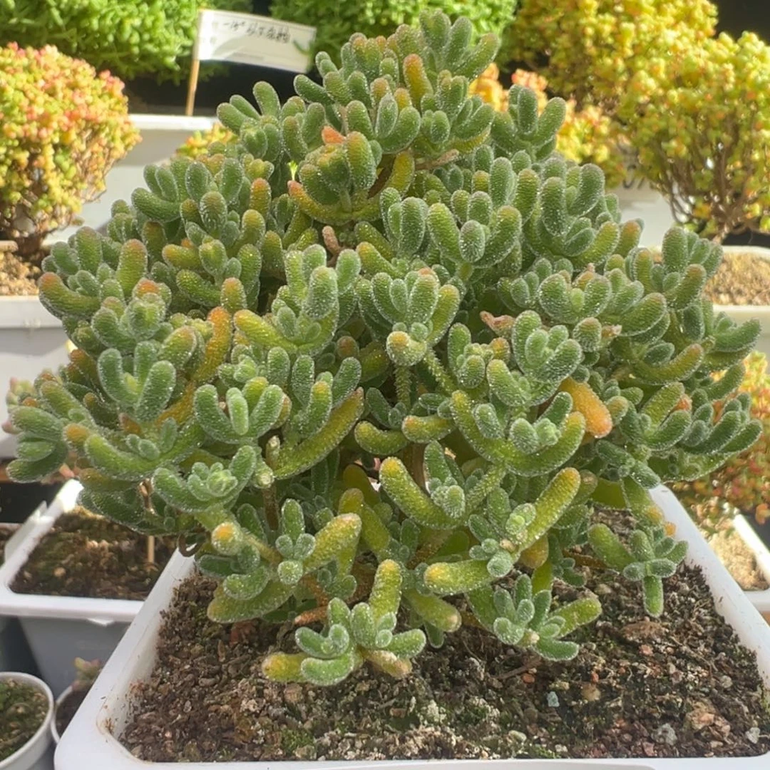 D8086冰晶一物一拍