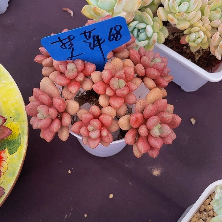 梦***萍多肉植物寄养先锋派