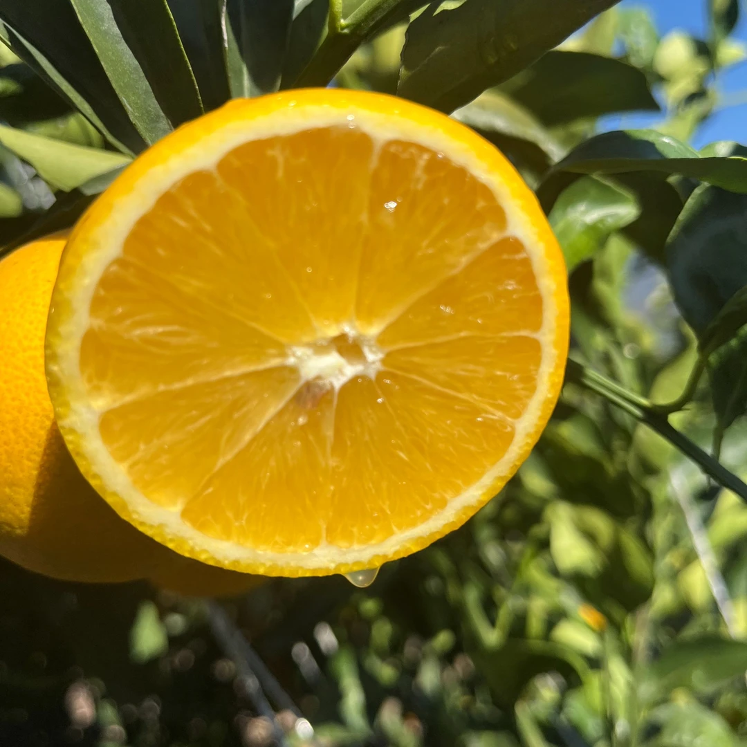 【主播专属】云南哀牢山蜜橙，褚橙产区应季鲜采【高山种植个头偏小】