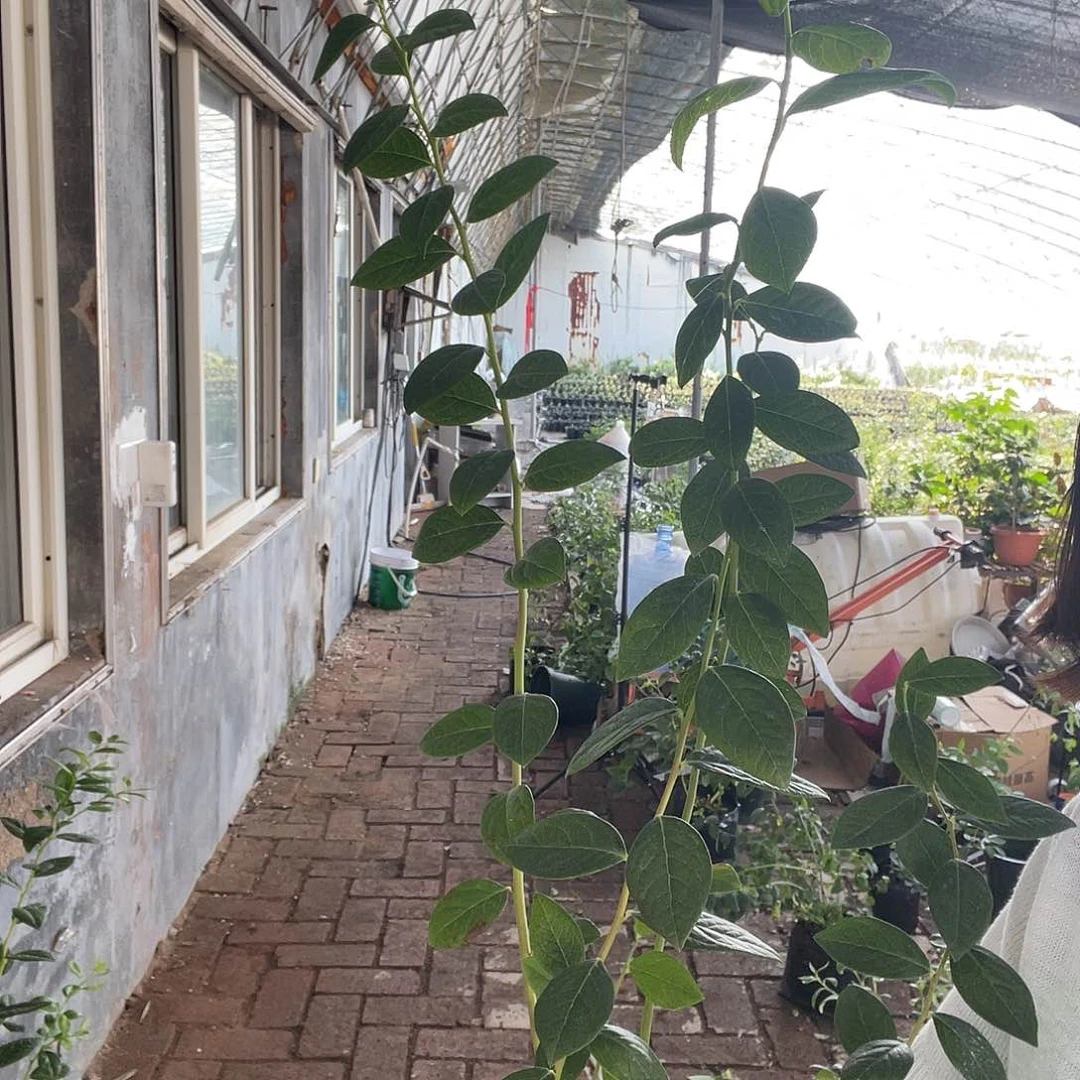 蓝莓伴侣加1 很漂亮的苗
